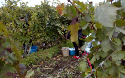 Kékfrankos szőlőt szüreteltek a tangazdaságban az iskola tanulói